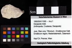 Foto (Objket + Etiketten) von Decapoda indet. 